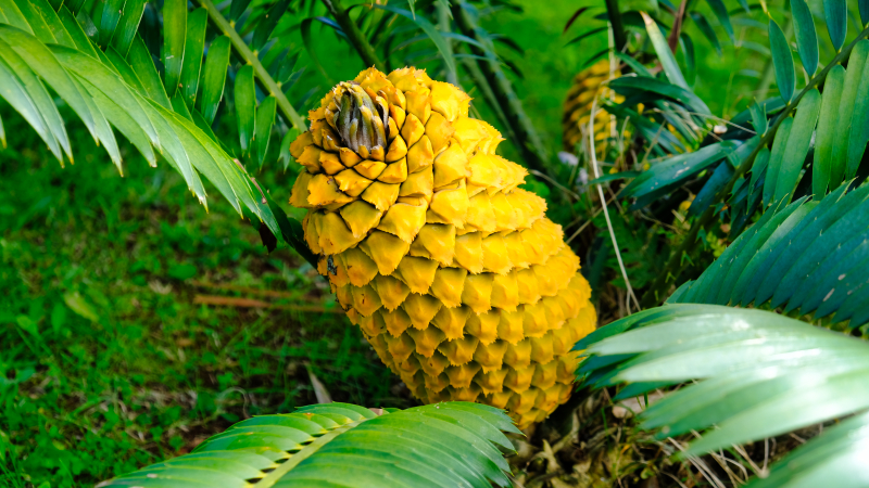 2023-03-02_125732_madeira-2023.jpg - Brotpalmfarn (Encephalartos) 