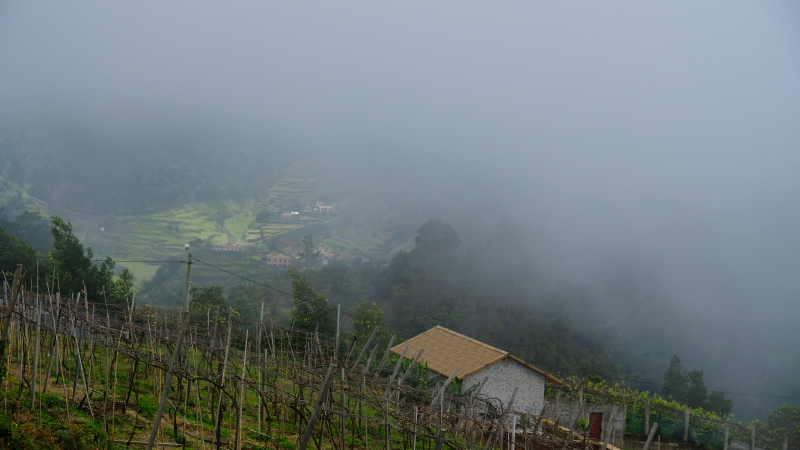 2023-03-02_133004_madeira-2023.jpg - Idyllisches Fleckchen Gramacho nordwestlich von Santana im Nebel