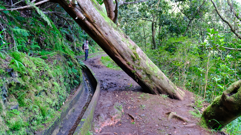 2023-03-04_103022_madeira-2023.jpg - Wanderung an der Levada da Portela