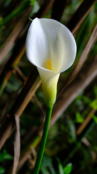 2023-03-05_101358_madeira-2023.jpg - Calla an der Levada dos Tornos