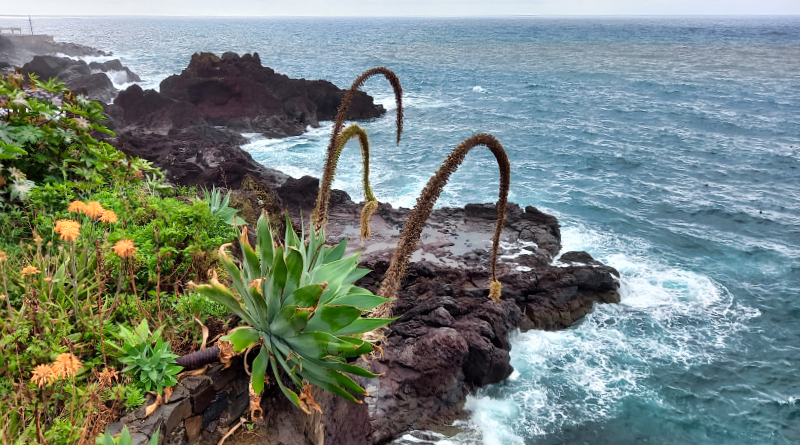 2023-03-06_111610_madeira-2023.jpg - Promenade Câmara de Lobos