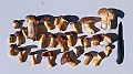 20200909_151435_malafatra_broumovsko_2020