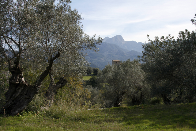 2011-03-21_11-52-47_mallorca_2011.jpg - Blick zum Puig Major