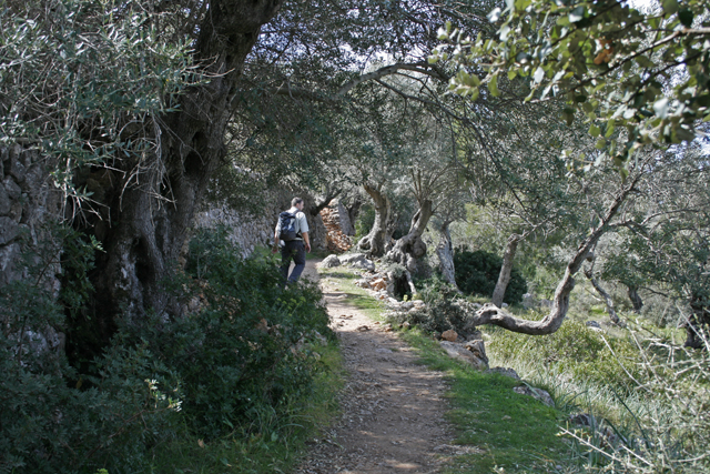 2011-03-21_12-54-40_mallorca_2011.jpg - Wanderweg GR 221 nach Dej