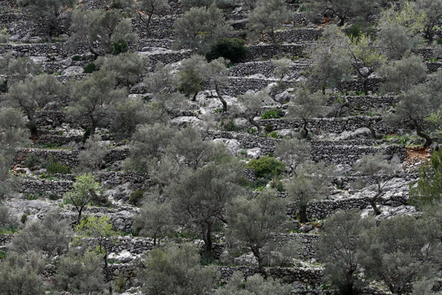 2011-03-22_15-09-33_mallorca_2011.jpg - Oliventerassen bei Orient