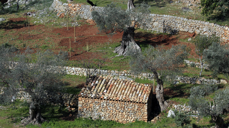 2018-02-24_11-52-00_mallorca-2018.jpg - Am GR 22 Richtung Lluc - Cavall Bernat