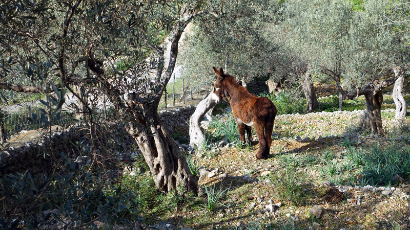 2018-02-24_11-58-48_mallorca-2018.jpg - Esel am Cavall Bernat