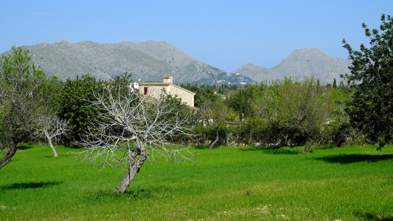 2018-02-24_14-37-36_mallorca-2018.jpg - Frhling bei Pollenca