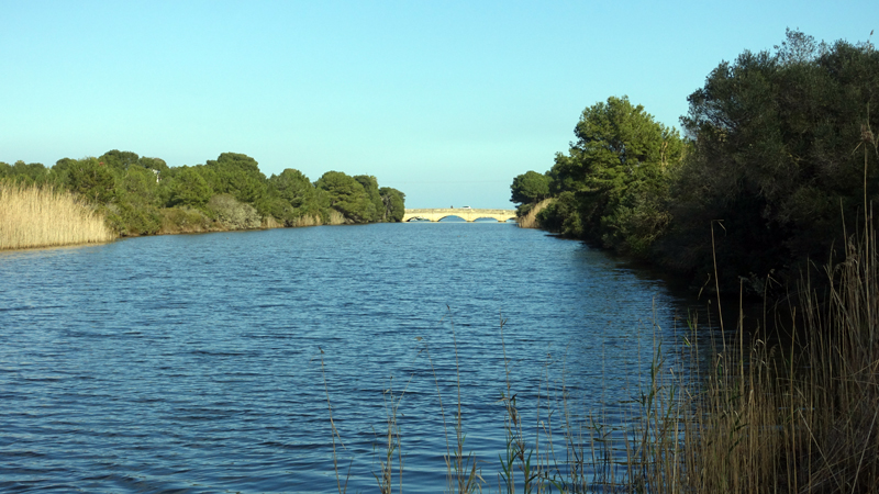 2018-02-24_16-24-26_mallorca-2018.jpg - Naturschutzgebiet Albufera