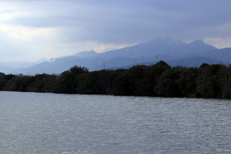 2018-02-24_16-25-10_mallorca-2018.jpg - Naturschutzgebiet Albufera