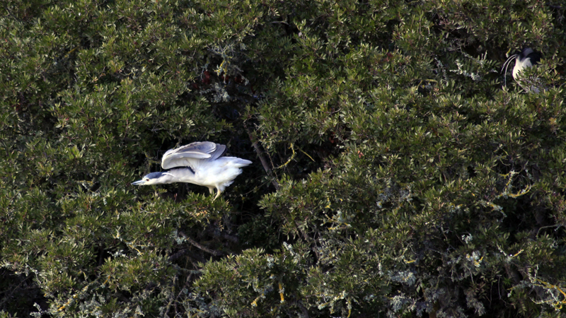 2018-02-24_16-28-59_mallorca-2018.jpg - Naturschutzgebiet Albufera - Nachtreiher