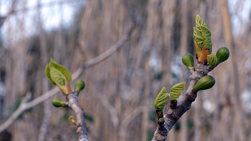 2018-02-24_16-35-25_mallorca-2018.jpg - Naturschutzgebiet Albufera - Feige