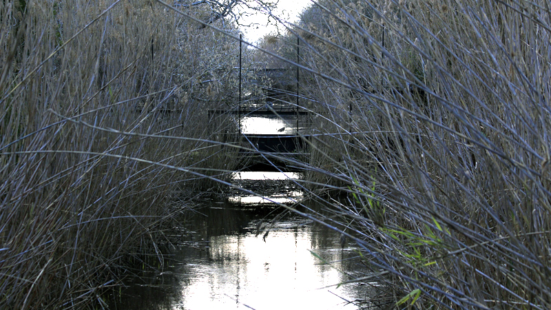 2018-02-24_16-45-26_mallorca-2018.jpg - Naturschutzgebiet Albufera