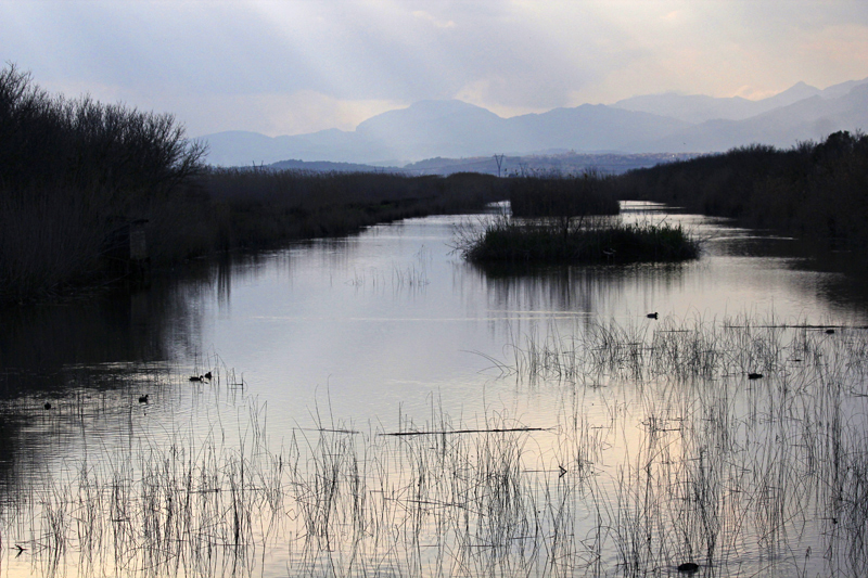 2018-02-24_16-50-27_mallorca-2018.jpg - Naturschutzgebiet Albufera