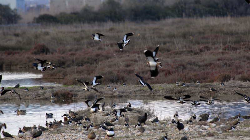 2018-02-24_17-01-55_mallorca-2018.jpg - Naturschutzgebiet Albufera - Eiderenten