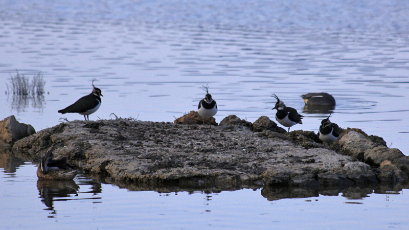 2018-02-24_17-03-18_mallorca-2018.jpg - Naturschutzgebiet Albufera - Kiebitze