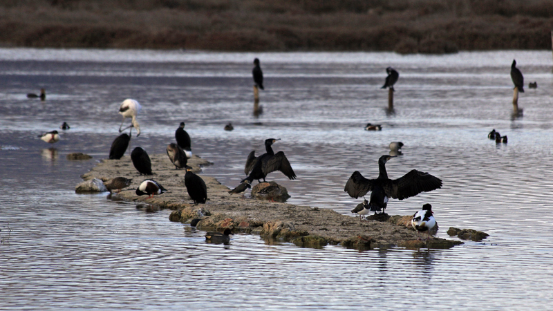 2018-02-24_17-03-39_mallorca-2018.jpg - Naturschutzgebiet Albufera - Kormorane und Eiderenten