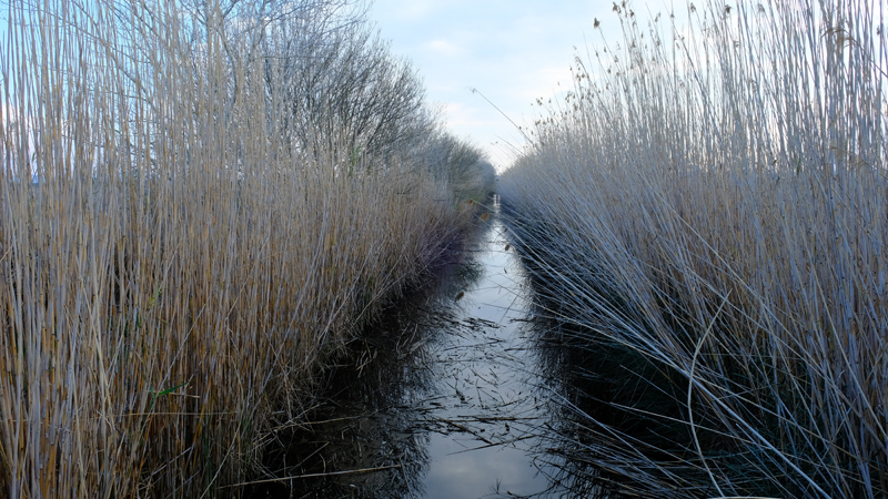 2018-02-24_17-20-13_mallorca-2018.jpg - Naturschutzgebiet Albufera