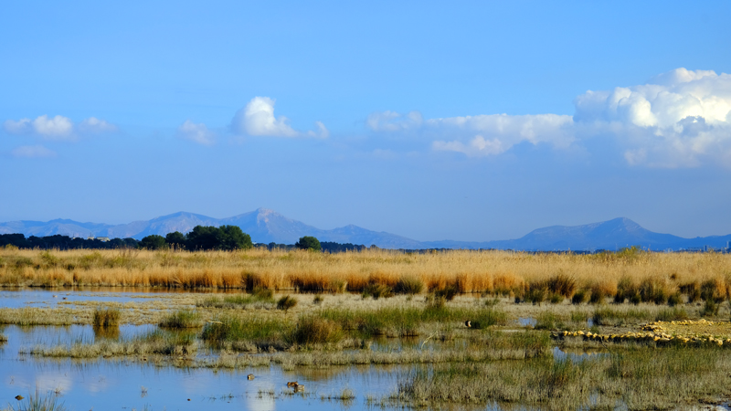 2018-02-24_17-28-30_mallorca-2018.jpg - Naturschutzgebiet Albufera