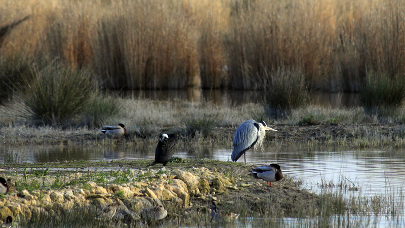 2018-02-24_17-30-33_mallorca-2018.jpg - Naturschutzgebiet Albufera - Nachtreiher, Kormoran und Stockenten