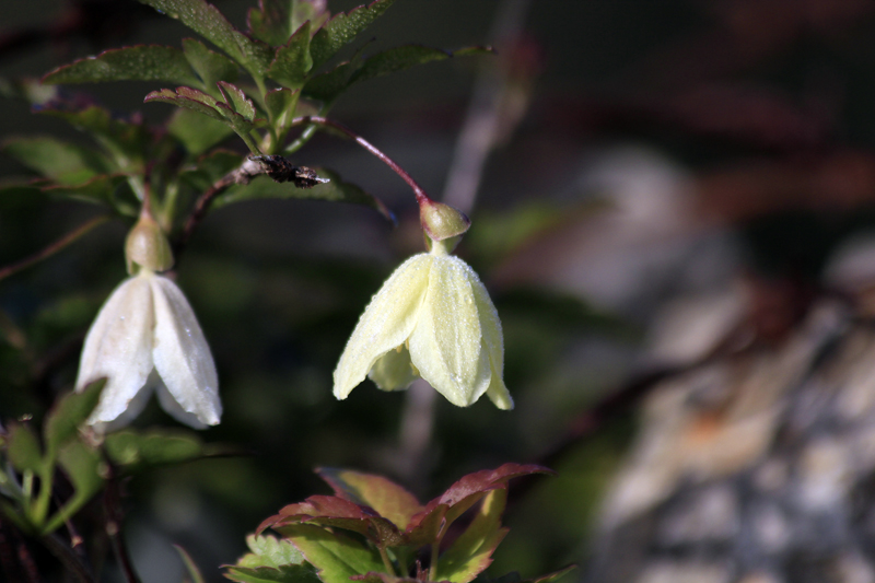 2018-02-25_10-48-21_mallorca-2018.jpg - Frhling auf Mallorca