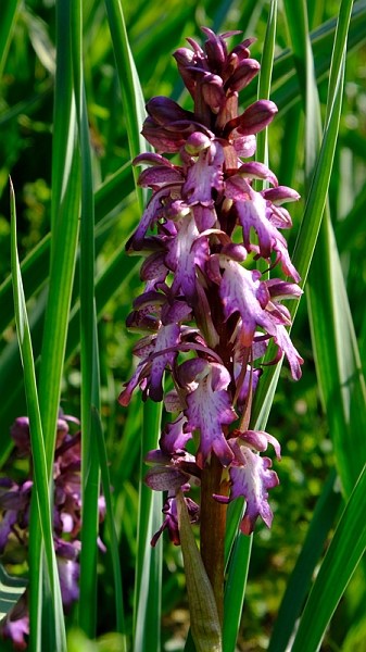 2018-02-26_11-19-56_mallorca-2018.jpg - Orchidee