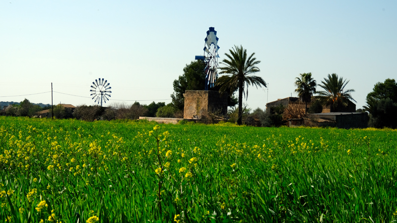 2018-02-26_15-41-32_mallorca-2018.jpg - Windmhlen bei Campos del Port