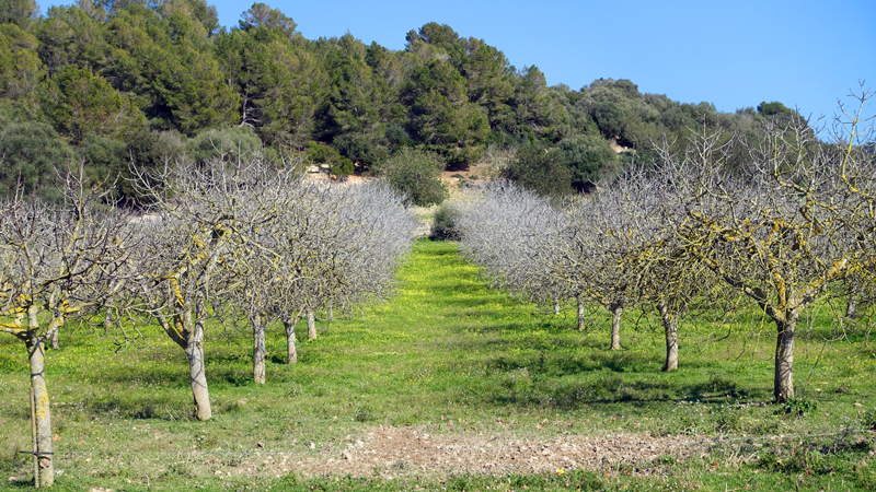 2018-02-26_16-27-03_mallorca-2018.jpg - Mandelbume in der Nhe von Villafranca de Bonany