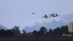 Flamingos in Albufera