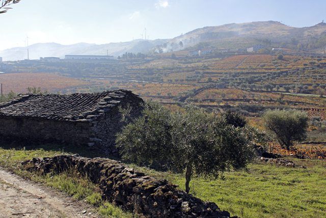 2012-10-20_11-55-42_portugal2012.jpg - Weinhnge am Douro