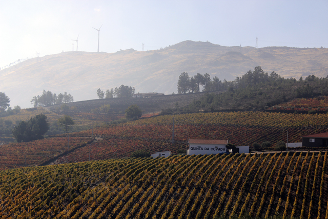 2012-10-20_12-00-24_portugal2012.jpg - Weinhnge am Douro