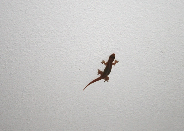 2008-09-30_17-59-52.jpg - Nachtgecko