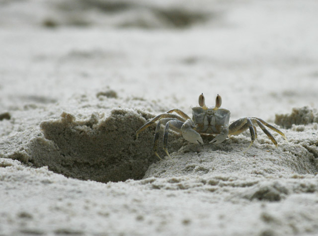 2008-09-29_13-41-04.jpg - freche Strandkrabbe