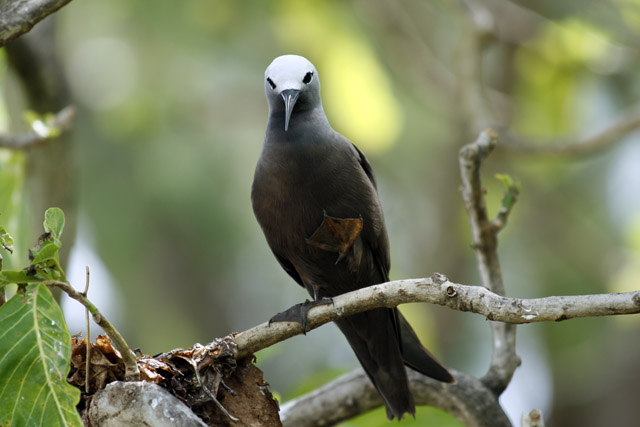 2008-10-06_08-12-00.jpg - Noddy Seeschwalbe