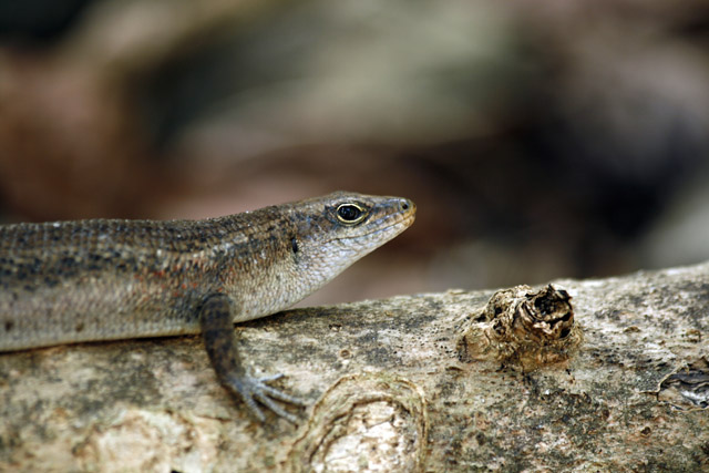 2008-10-06_08-26-04.jpg - Skink (Glattechse)