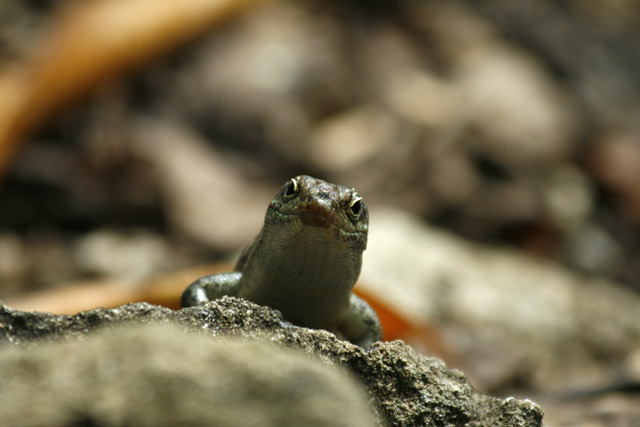 2008-10-06_08-35-23.jpg - Skink