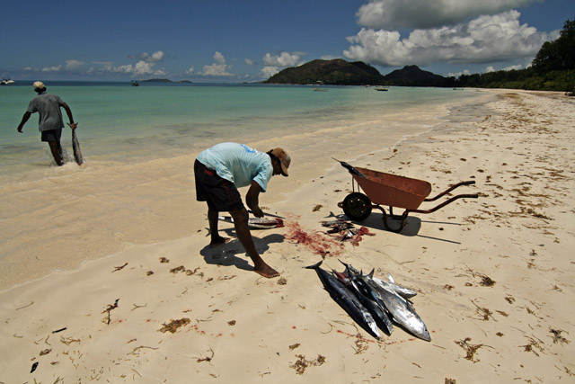 2008-10-07_10-43-03.jpg - Frischfisch auf Praslin - Anse Possession