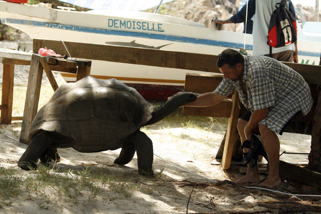 2008-10-09_07-57-03.jpg - Auf der Schildkrteninsel Courieuse