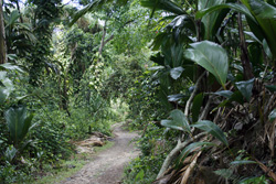 Urwald bei Mt. Plaisier