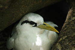 Junger Tropikvogel