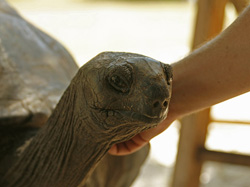 Die Landschildkröten lassen sich genüsslich streicheln