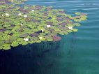 Seerosen im See von Bled