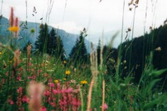 Blumen auf der Alm 