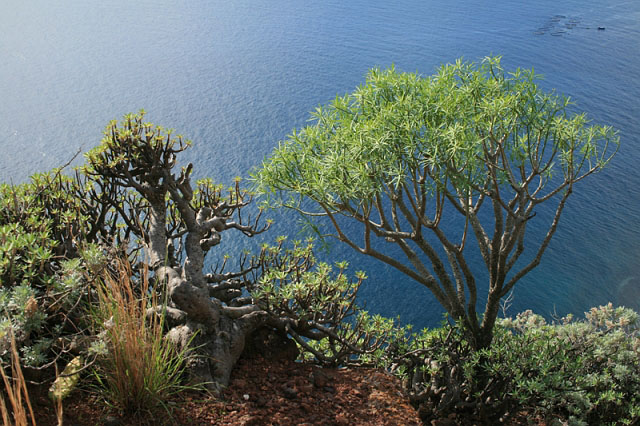 2007-12-28_14-28-06_teneriffa2.jpg - Blauer Atlantik