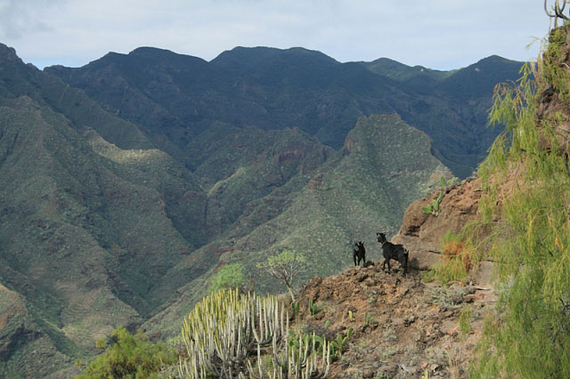 2007-12-28_14-41-23_teneriffa2.jpg - Schwarze Zicklein