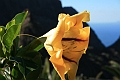 2008-01-02_12-35-32_teneriffa6