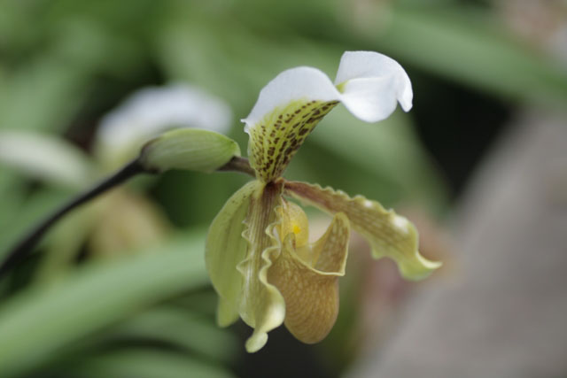 2008-01-02_16-54-19_teneriffa7.jpg - Orchidee