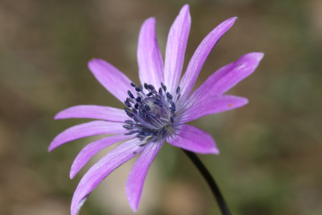 20080403_123447.jpg - Anemone auf dem Campingplatz