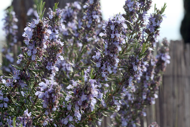 20080405_104501.jpg - Lavendel