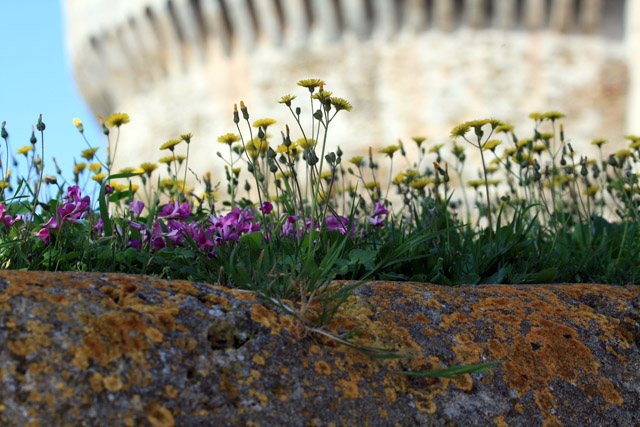 20080412_151156.jpg - Populonia